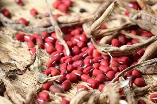 収穫した小豆の乾燥作業 小豆,大納言,乾燥の写真素材