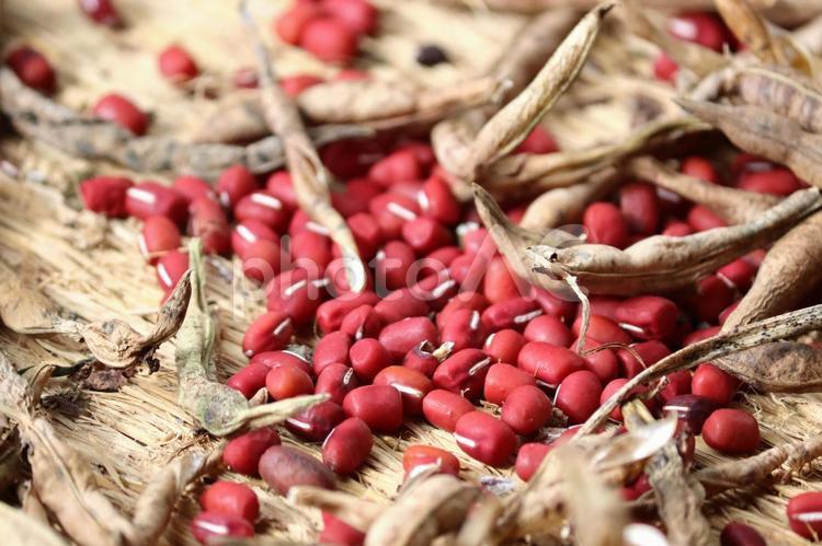 収穫した小豆の乾燥作業 小豆,大納言,乾燥の写真素材