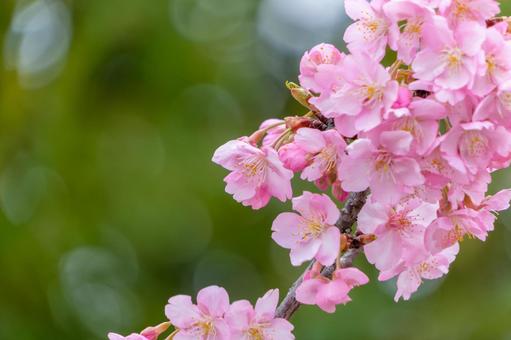 A close-up of Kawazu cherry blossoms shining in the sunlight, JPG