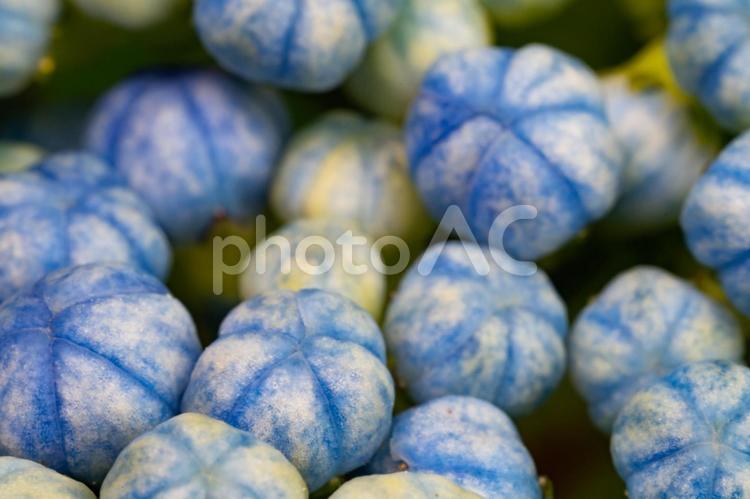 アジサイ　蕾　背景 紫陽花,アジサイ,壁紙の写真素材