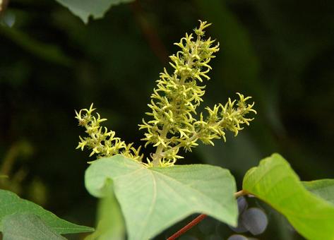 アカメガシワ アカメガシワ,赤芽柏,赤芽槲の写真素材