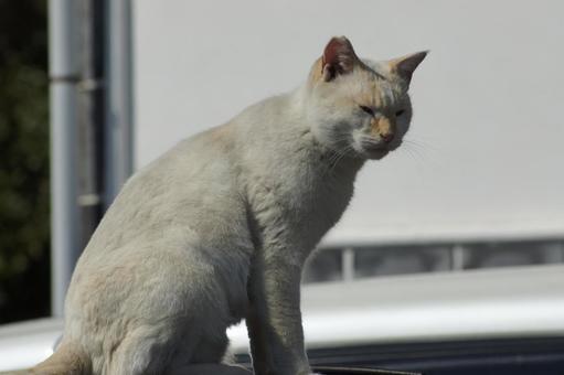 ねこ ねこの写真