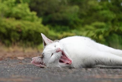 あくびするシロキジ猫 保護猫,猫,ニャンコの写真素材