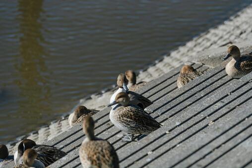くつろぎながら辺りを見回すオナガガモ オナガガモ,鴨,群れの写真素材