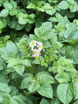 じゃがいもの花 じゃがいもの花,花,屋外の写真素材