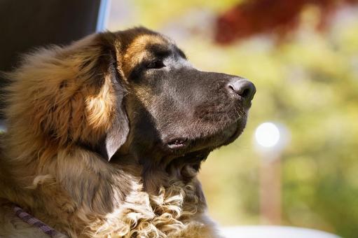 レオンベルガーのポートレート 犬,レオンベルガー,大型犬の写真素材