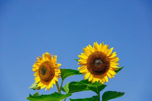 青空に咲くひまわり 青空に咲くひまわり ひまわり,夏,花の写真素材