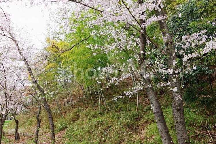 桜咲く公園風景 サクラ,桜,花の写真素材