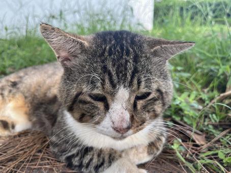 野良猫顔 野良猫顔の写真