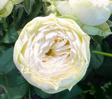 可憐なバラ 可憐なバラの写真