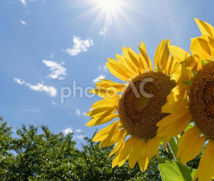 ひまわり畑と青空 ひまわり,ヒマワリ,晴れの写真素材