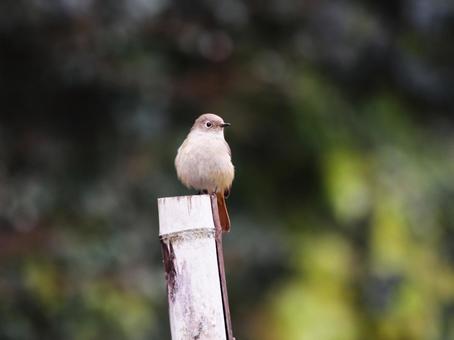 杭にとまるジョウビタキ 杭にとまるジョウビタキ 鳥,ジョウビタキ,野鳥の写真素材