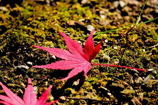 紅葉② 風景,紅葉,秋の写真素材