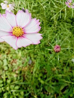 Close-up of cosmos, JPG