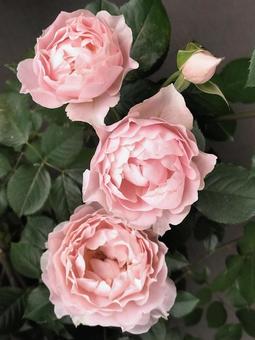 Veranda Rose Robe Decollete, JPG Veranda Rose Robe Decollete, JPG
