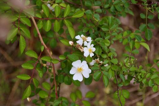 ノイバラ 野茨,野薔薇,春の写真素材