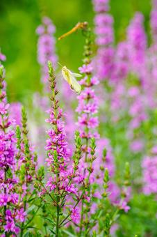 Lythrum salicaria and Colias butterfly (23), JPG