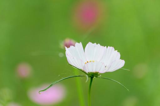 初秋の風に揺れる白いコスモス 初秋の風に揺れる白いコスモス コスモス,花,白の写真素材