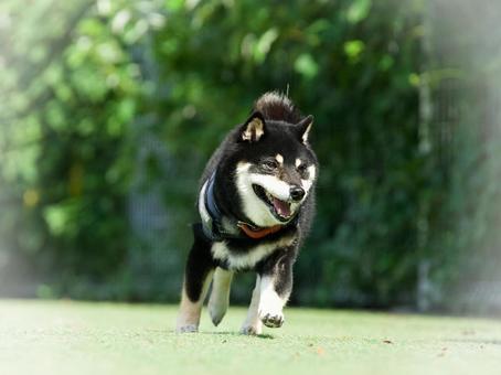 Photo, dog, shiba inu, shibainu, 