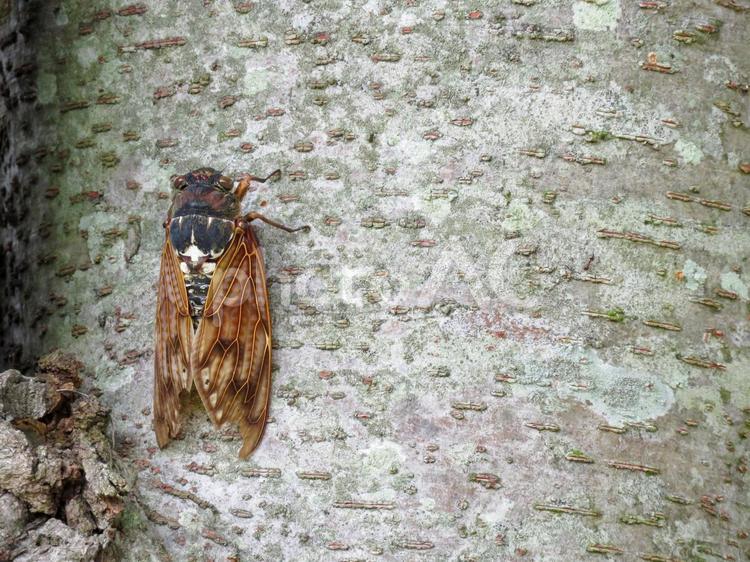 木に留まるアブラゼミ アブラゼミ,夏イメージ,昆虫の写真素材
