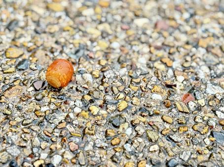 どんぐりのみ、コピースペース どんぐり,木の実,秋の写真素材