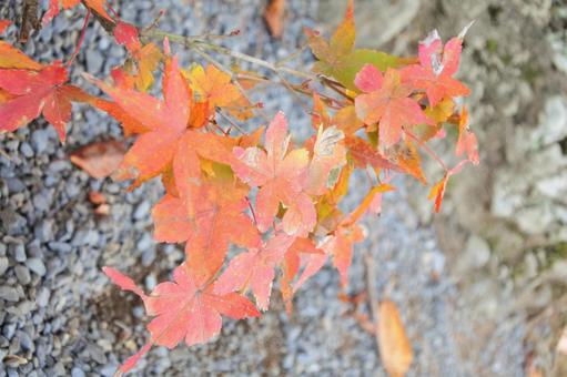 京の紅葉 京の紅葉 紅葉,秋,嵐山の写真素材