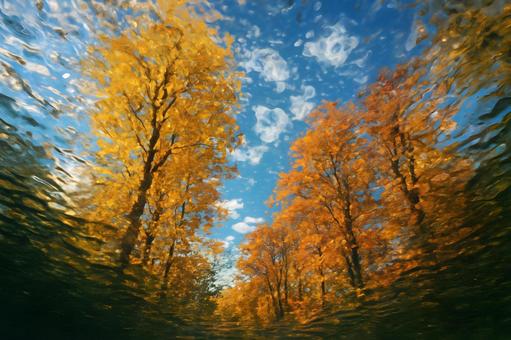 水面ゆらぐ秋林の反映 水面ゆらぐ秋林の反映の写真