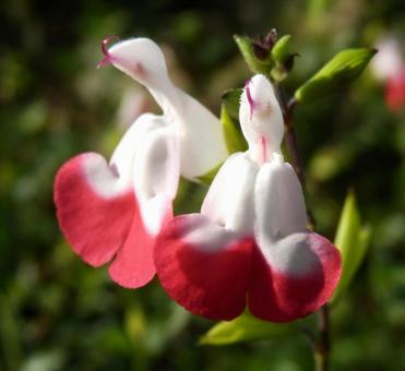 【花の写真】チェリーセージ チェリーセージ,植物,花の写真素材