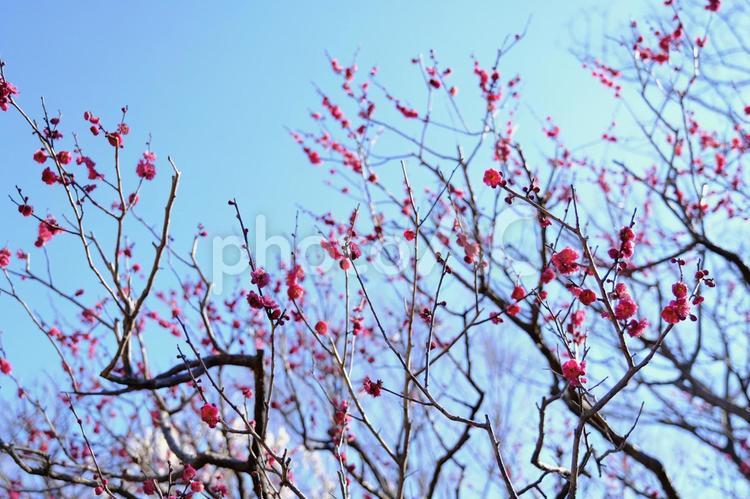 【東京】府中市郷土の森博物館の梅（春） 花,梅,紅梅の写真素材