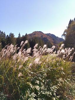 10月・薄野原越しに望む紅葉の山と青空 すすき,紅葉,山の写真素材
