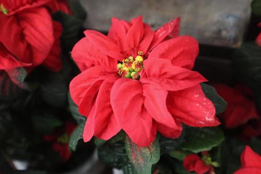 猩々木 ポインセチア,花,自然の写真素材