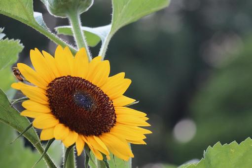上を向く黄色い花びらのひまわりの花 上を向く黄色い花びらのひまわりの花の写真
