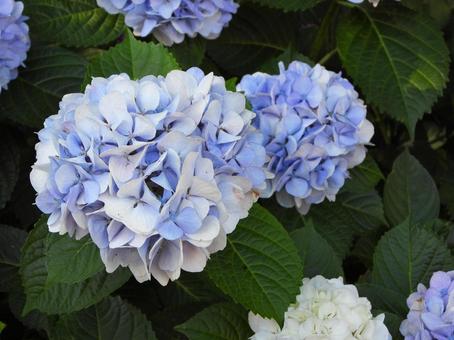 水色のアジサイの花2 水色のアジサイの花2の写真