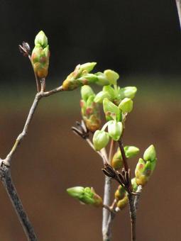 Season of bud blowing, azusa azalea, plant, green, JPG