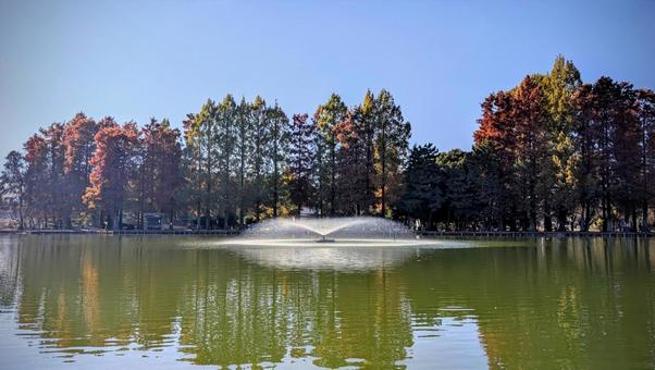 別所沼公園の風景 別所沼公園,秋,紅葉の写真素材