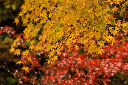 紅葉 紅葉,養老渓谷,筒森もみじ谷の写真素材