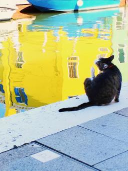 猫 猫 ネコ,海,川の写真素材