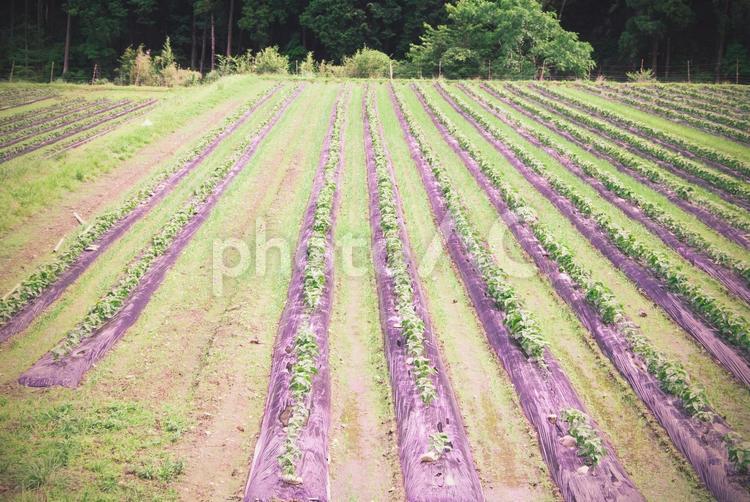 畑の風景 畑,田舎の風景,農業の写真素材