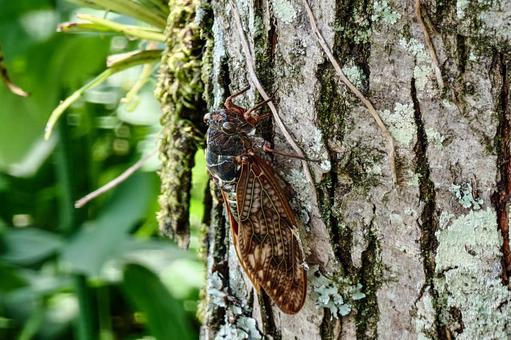 アブラゼミ アブラゼミ 蝉,セミ,昆虫の写真素材