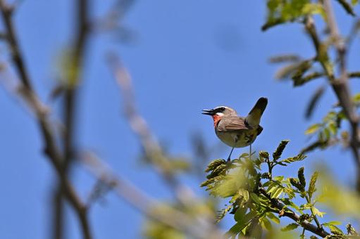 Photo, siberian rubythroat, wild bird, bird, 