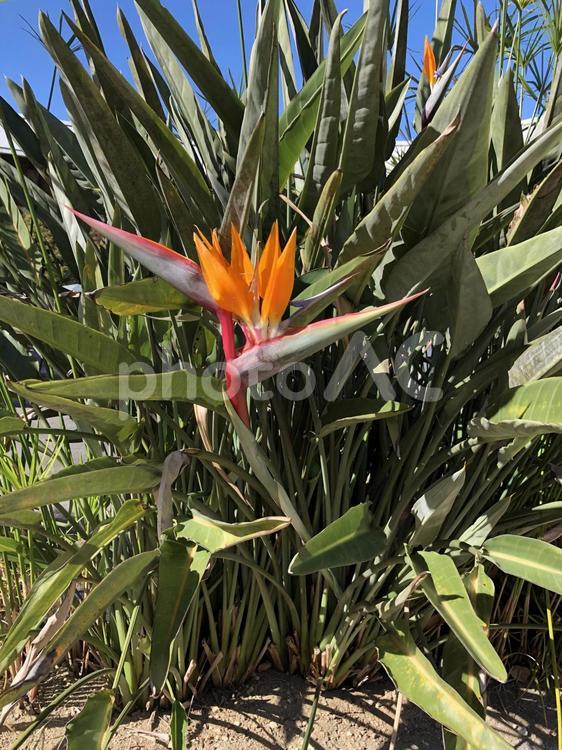 ストレリチアの花 花,植物,草の写真素材