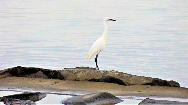 白鳥と海の写真