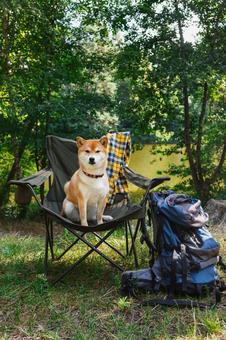 黒い椅子に座る犬 犬,チェア,お座りの写真素材