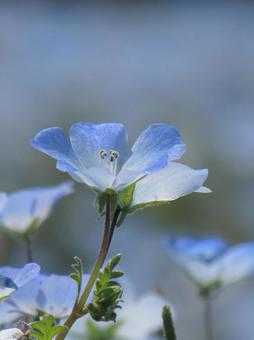 Nemophila k, JPG Nemophila k, JPG