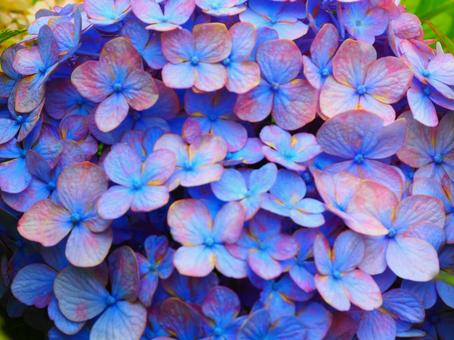 花 紫陽花(アジサイ)青アップ 花 紫陽花(アジサイ)青アップの写真