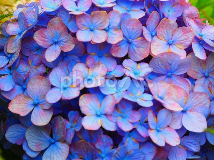 花　紫陽花（アジサイ）青アップ 花,葉,自然の写真素材