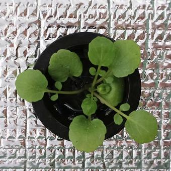 何がなるかな？ 家庭菜園,庭,自然の写真素材