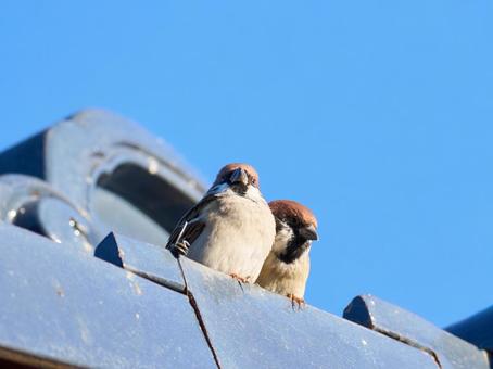 Two sparrows huddled together on a tiled roof, JPG