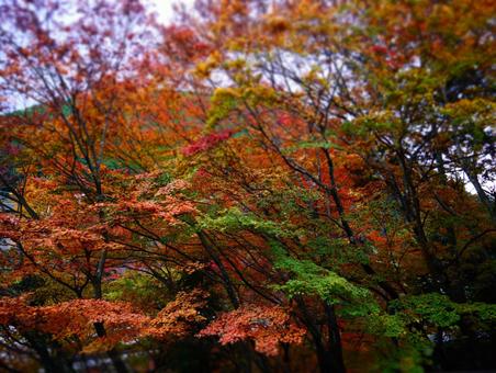 紅葉 紅葉の写真