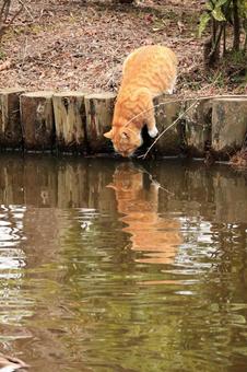 公園で暮らす猫 公園で暮らす猫 猫,野良猫,公園の写真素材